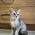 55 günlük kucak sevgilisi bristish short hair fotoğraf