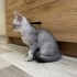 55 günlük kucak sevgilisi bristish short hair fotoğraf