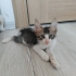 Tekir Yavru Kedi Sokaktan Bulundu fotoğraf