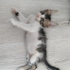 Tekir Yavru Kedi Sokaktan Bulundu fotoğraf