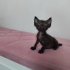 Yavru Kedi Sokaktan Bulundu fotoğraf