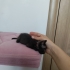 Yavru Kedi Sokaktan Bulundu fotoğraf