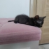 Yavru Kedi Sokaktan Bulundu fotoğraf