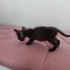 Yavru Kedi Sokaktan Bulundu fotoğraf