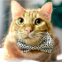 0544 558 07 86 BRITISH SHORTHAIR-SARMAN KIRMASI 1YAŞ KISIR ÇİPLİ OĞLUM HERMES fotoğraf