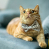 0544 558 07 86 BRITISH SHORTHAIR-SARMAN KIRMASI 1YAŞ KISIR ÇİPLİ OĞLUM HERMES fotoğraf