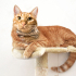 0544 558 07 86 BRITISH SHORTHAIR-SARMAN KIRMASI 1YAŞ KISIR ÇİPLİ OĞLUM HERMES fotoğraf