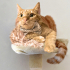 0544 558 07 86 BRITISH SHORTHAIR-SARMAN KIRMASI 1YAŞ KISIR ÇİPLİ OĞLUM HERMES fotoğraf