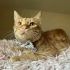 0544 558 07 86 BRITISH SHORTHAIR-SARMAN KIRMASI 1YAŞ KISIR ÇİPLİ OĞLUM HERMES fotoğraf