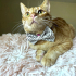 0544 558 07 86 BRITISH SHORTHAIR-SARMAN KIRMASI 1YAŞ KISIR ÇİPLİ OĞLUM HERMES fotoğraf