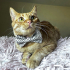0544 558 07 86 BRITISH SHORTHAIR-SARMAN KIRMASI 1YAŞ KISIR ÇİPLİ OĞLUM HERMES fotoğraf