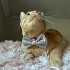 0544 558 07 86 BRITISH SHORTHAIR-SARMAN KIRMASI 1YAŞ KISIR ÇİPLİ OĞLUM HERMES fotoğraf