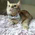 0544 558 07 86 BRITISH SHORTHAIR-SARMAN KIRMASI 1YAŞ KISIR ÇİPLİ OĞLUM HERMES fotoğraf