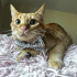 0544 558 07 86 BRITISH SHORTHAIR-SARMAN KIRMASI 1YAŞ KISIR ÇİPLİ OĞLUM HERMES fotoğraf