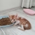 Sarman Yavru Kedi Sokaktan Bulundu fotoğraf