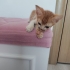 Sarman Yavru Kedi Sokaktan Bulundu fotoğraf