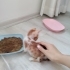 Sarman Yavru Kedi Sokaktan Bulundu fotoğraf