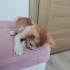 Sarman Yavru Kedi Sokaktan Bulundu fotoğraf
