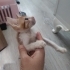 Sarman Yavru Kedi Sokaktan Bulundu fotoğraf