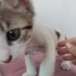 Tekir Yavru Kedi Sokaktan Bulundu fotoğraf