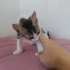 Tekir Yavru Kedi Sokaktan Bulundu fotoğraf