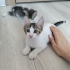 Tekir Yavru Kedi Sokaktan Bulundu fotoğraf