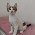 Tekir Yavru Kedi Sokaktan Bulundu fotoğraf