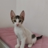 Tekir Yavru Kedi Sokaktan Bulundu fotoğraf