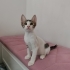 Tekir Yavru Kedi Sokaktan Bulundu fotoğraf