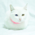 0532 202 91 32 CASPER/VAN KEDİSİ KISIR OĞLUM YUVA ARIYOR fotoğraf