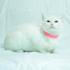 0532 202 91 32 CASPER/VAN KEDİSİ KISIR OĞLUM YUVA ARIYOR fotoğraf