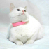 0532 202 91 32 CASPER/VAN KEDİSİ KISIR OĞLUM YUVA ARIYOR fotoğraf