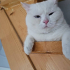 0532 202 91 32 CASPER/VAN KEDİSİ KISIR OĞLUM YUVA ARIYOR fotoğraf