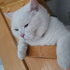 0532 202 91 32 CASPER/VAN KEDİSİ KISIR OĞLUM YUVA ARIYOR fotoğraf
