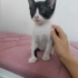 Smokin Yavru Kedi Sokaktan Bulundu fotoğraf