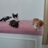 Smokin Yavru Kedi Sokaktan Bulundu fotoğraf