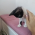 Smokin Yavru Kedi Sokaktan Bulundu fotoğraf
