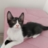 Smokin Yavru Kedi Sokaktan Bulundu fotoğraf