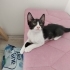 Smokin Yavru Kedi Sokaktan Bulundu fotoğraf