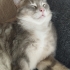 Tatlı yumurcak yuva arıyor fotoğraf