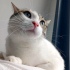 0544 558 07 86 ANKARA KEDİSİ MELEZİ 1 YAŞ KISIR AŞILI ÇİPLİ KIZIM İNCİ fotoğraf