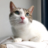 0544 558 07 86 ANKARA KEDİSİ MELEZİ 1 YAŞ KISIR AŞILI ÇİPLİ KIZIM İNCİ fotoğraf