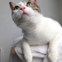 0544 558 07 86 ANKARA KEDİSİ MELEZİ 1 YAŞ KISIR AŞILI ÇİPLİ KIZIM İNCİ fotoğraf
