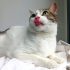 0544 558 07 86 ANKARA KEDİSİ MELEZİ 1 YAŞ KISIR AŞILI ÇİPLİ KIZIM İNCİ fotoğraf