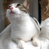 0544 558 07 86 ANKARA KEDİSİ MELEZİ 1 YAŞ KISIR AŞILI ÇİPLİ KIZIM İNCİ fotoğraf