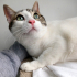 0544 558 07 86 ANKARA KEDİSİ MELEZİ 1 YAŞ KISIR AŞILI ÇİPLİ KIZIM İNCİ fotoğraf