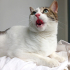 0544 558 07 86 ANKARA KEDİSİ MELEZİ 1 YAŞ KISIR AŞILI ÇİPLİ KIZIM İNCİ fotoğraf
