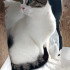 0544 558 07 86 ANKARA KEDİSİ MELEZİ 1 YAŞ KISIR AŞILI ÇİPLİ KIZIM İNCİ fotoğraf