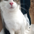 0544 558 07 86 ANKARA KEDİSİ MELEZİ 1 YAŞ KISIR AŞILI ÇİPLİ KIZIM İNCİ fotoğraf
