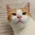 Anne kedi yeni doğum yaptı aşıları yapıldı kısırlaştırıldı fotoğraf